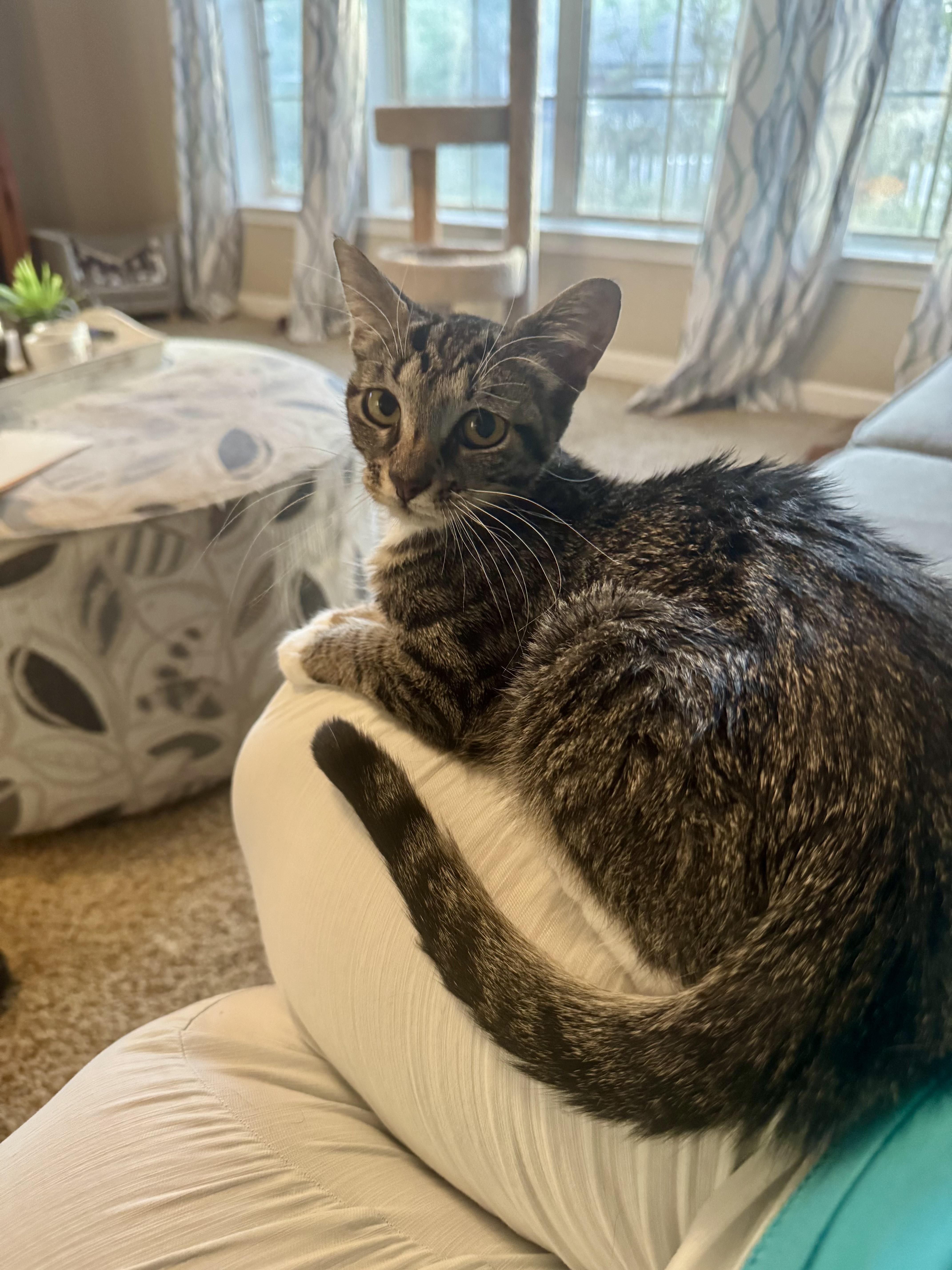 Muffin =^.^=, a Adoptable Domestic Short Hair in Jacksonville, FL image 2/5