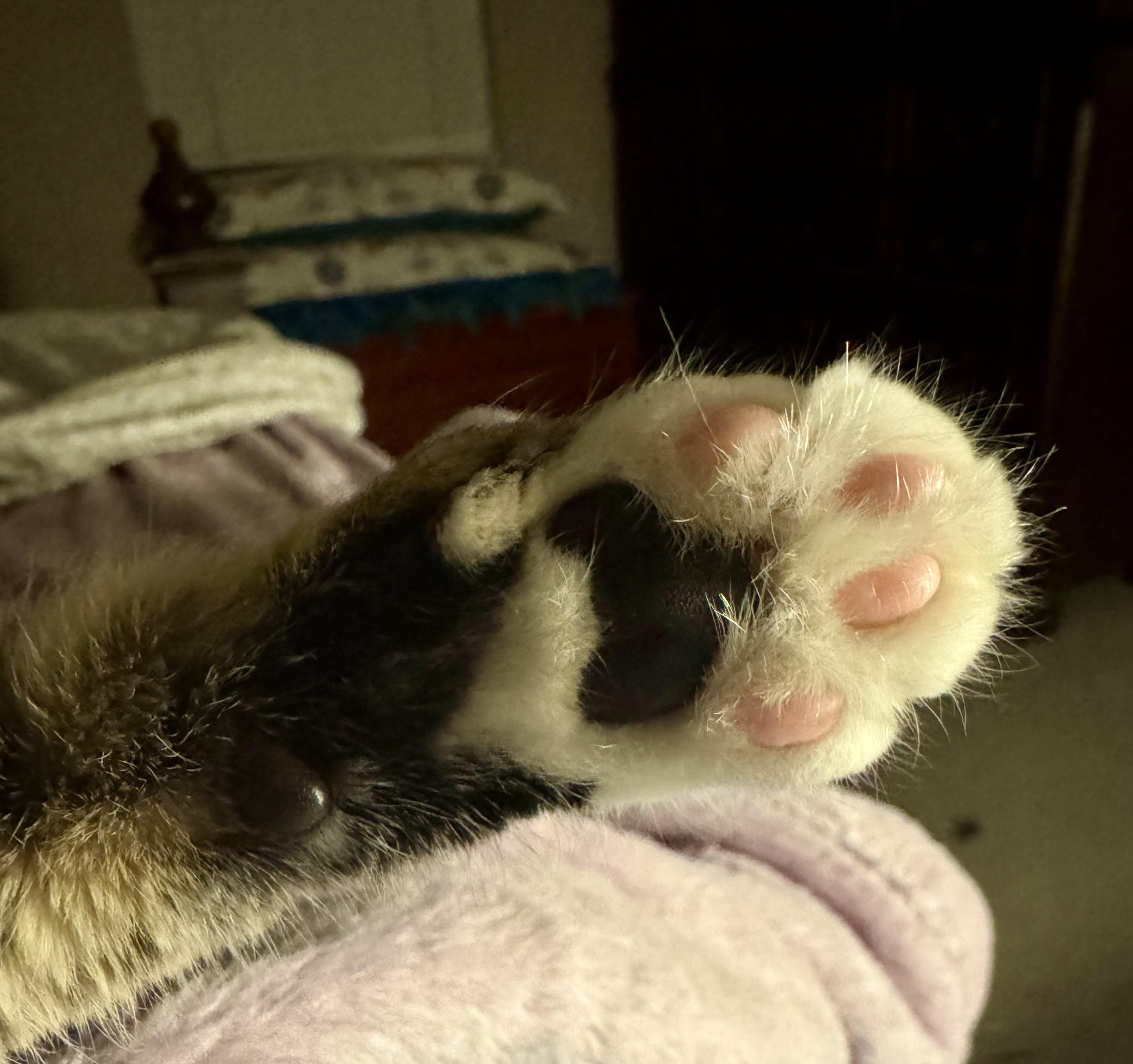 Muffin =^.^=, a Adoptable Domestic Short Hair in Jacksonville, FL image 3/5