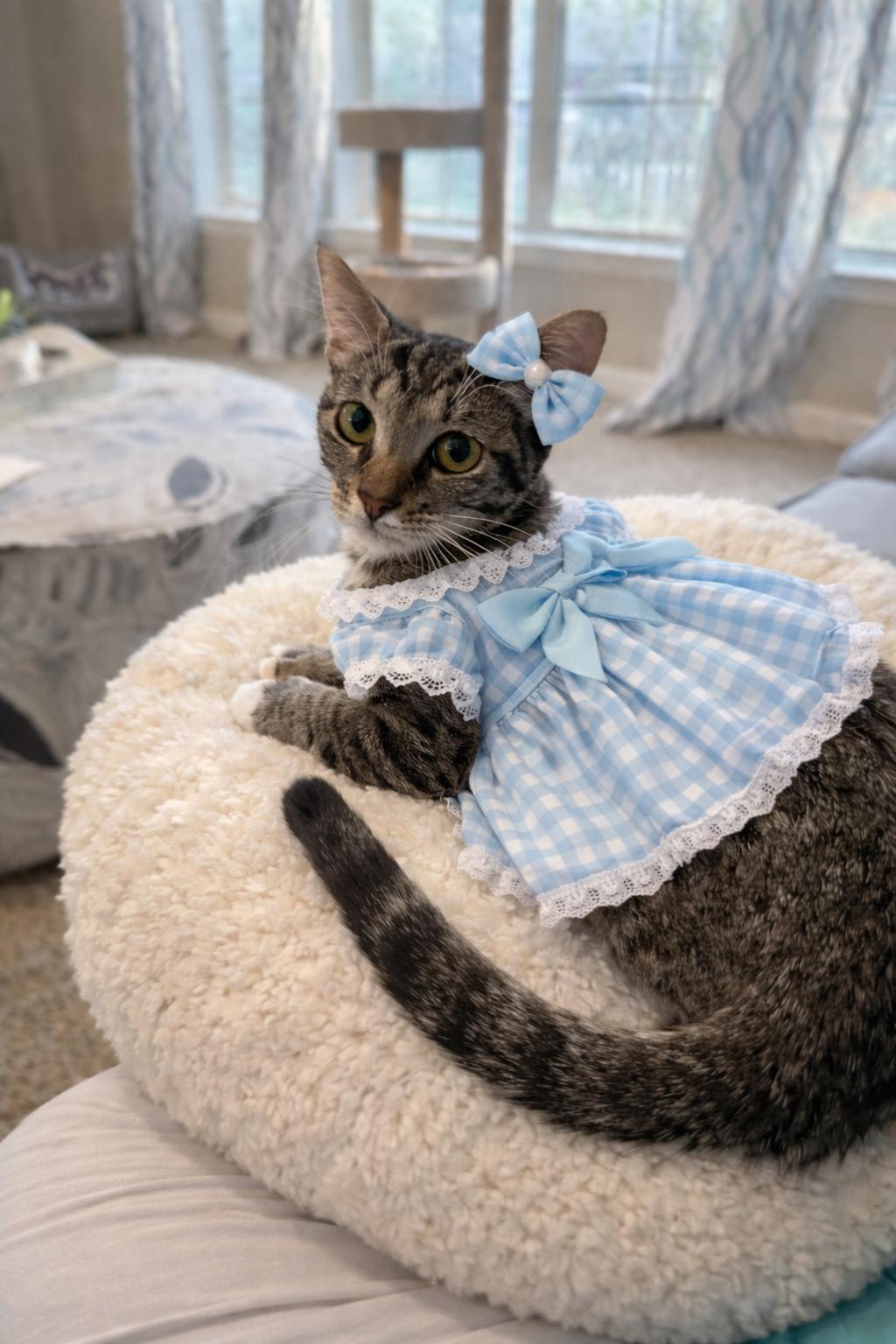 Muffin =^.^=, a Adoptable Domestic Short Hair in Jacksonville, FL image 1/6