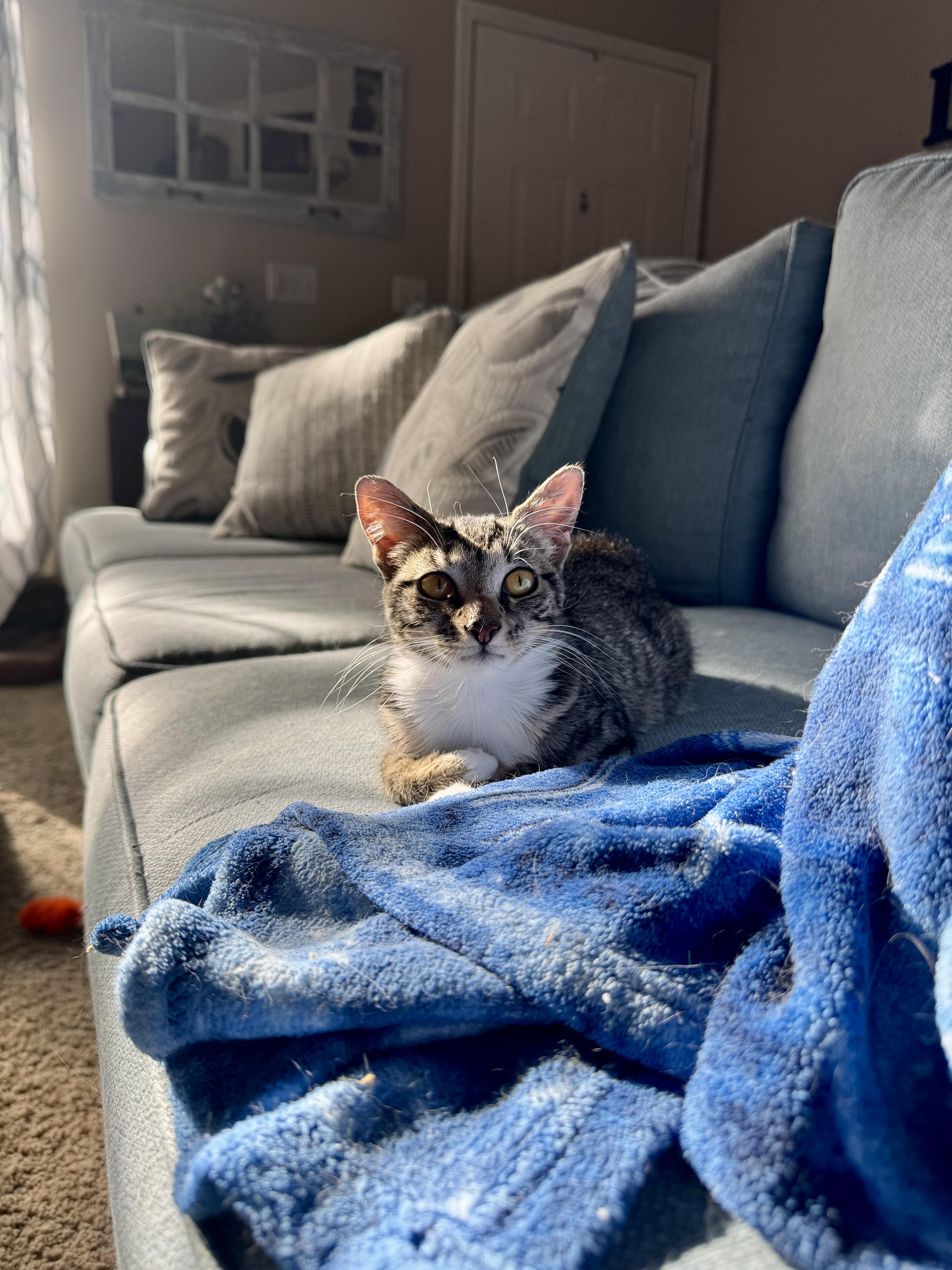 Muffin =^.^=, a Adoptable Domestic Short Hair in Jacksonville, FL image 4/5