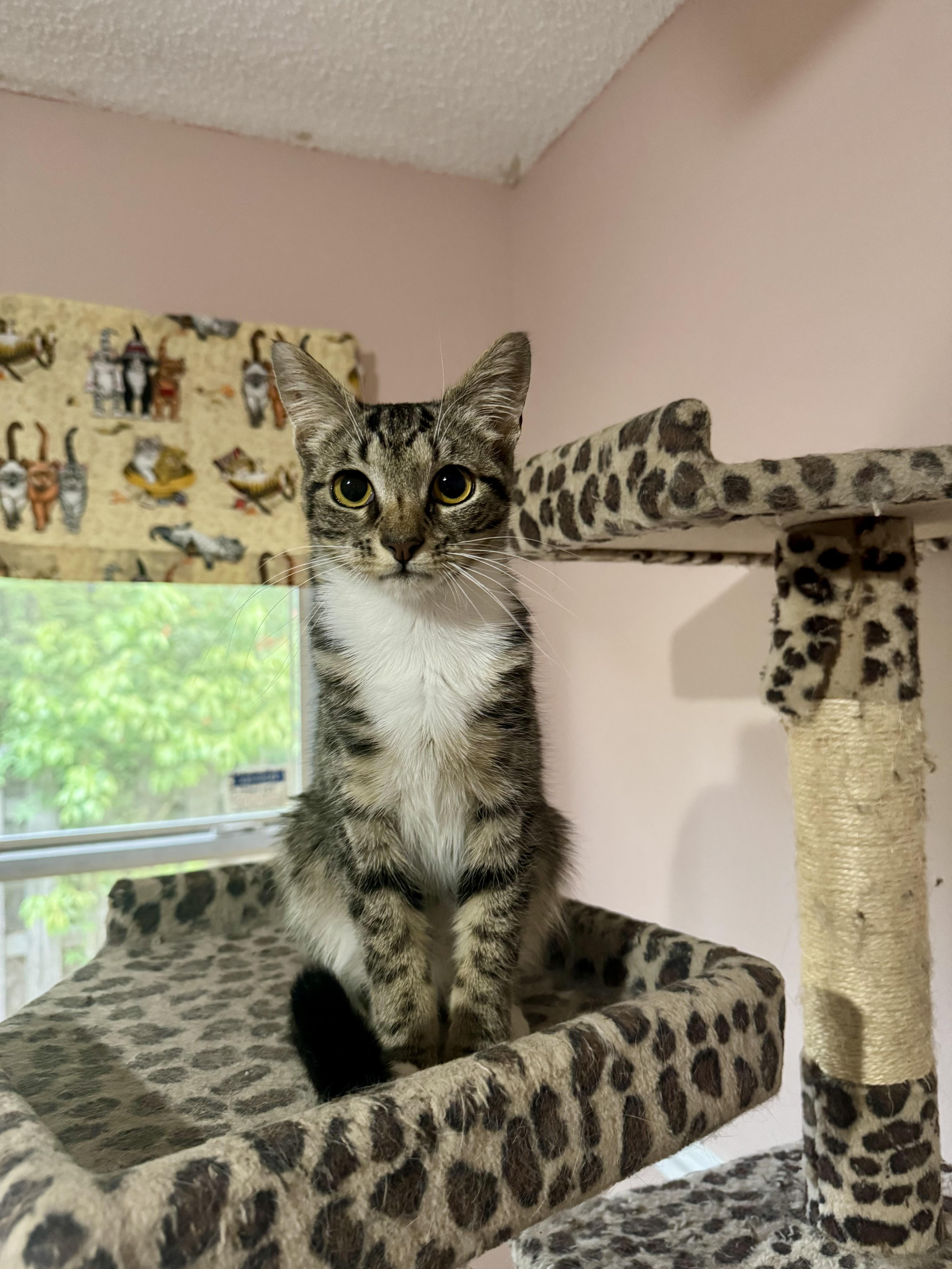 Muffin =^.^=, Adoptable, Young Female Domestic Short Hair.