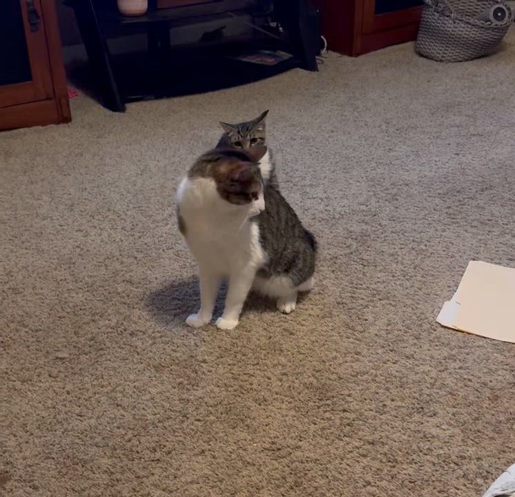 Enlarge Muffin =^.^=, a Adoptable Domestic Short Hair in Jacksonville, FL video 5/5