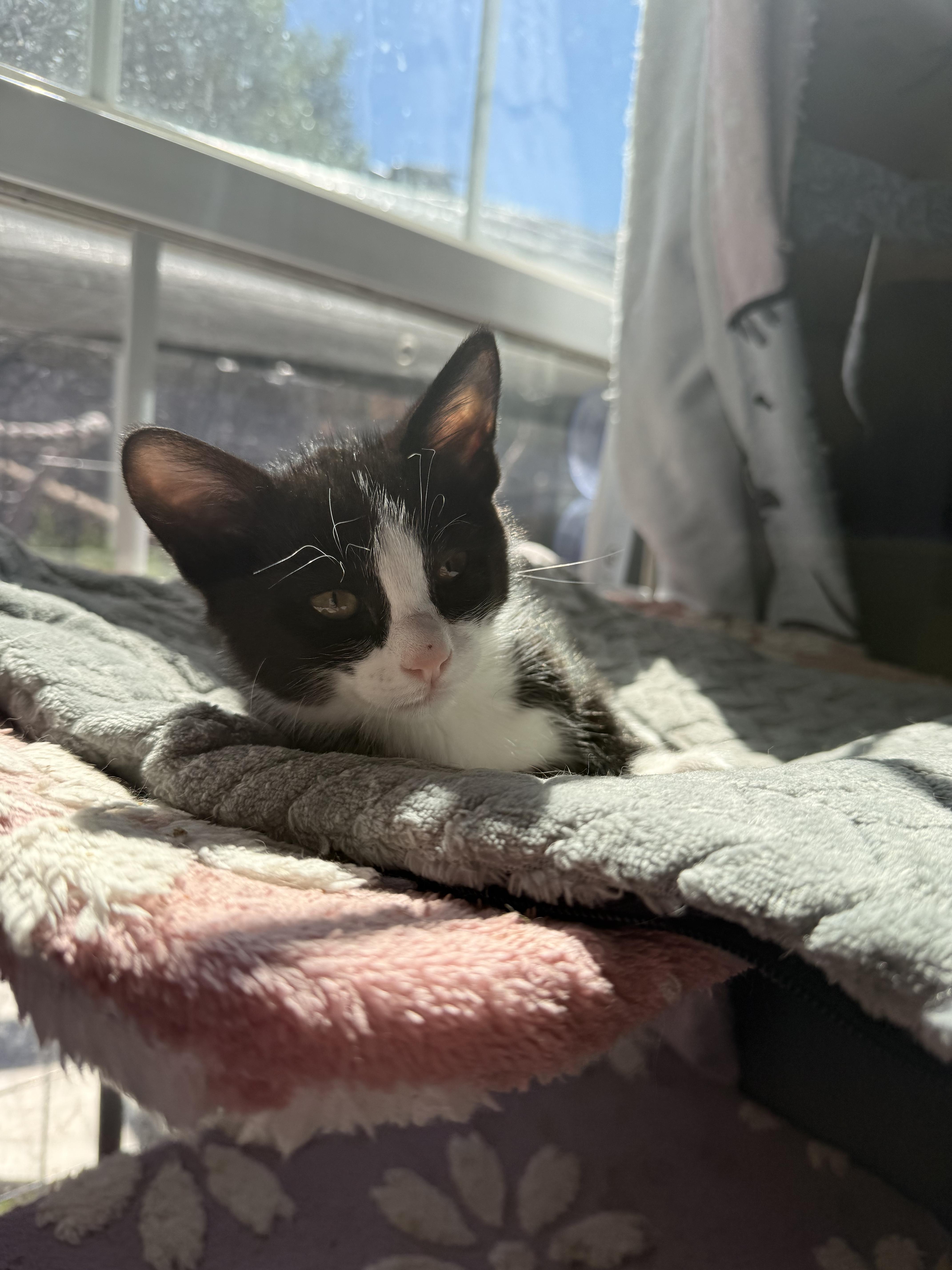 Bailey, an adopted Domestic Short Hair in The Dalles, OR image 1/3
