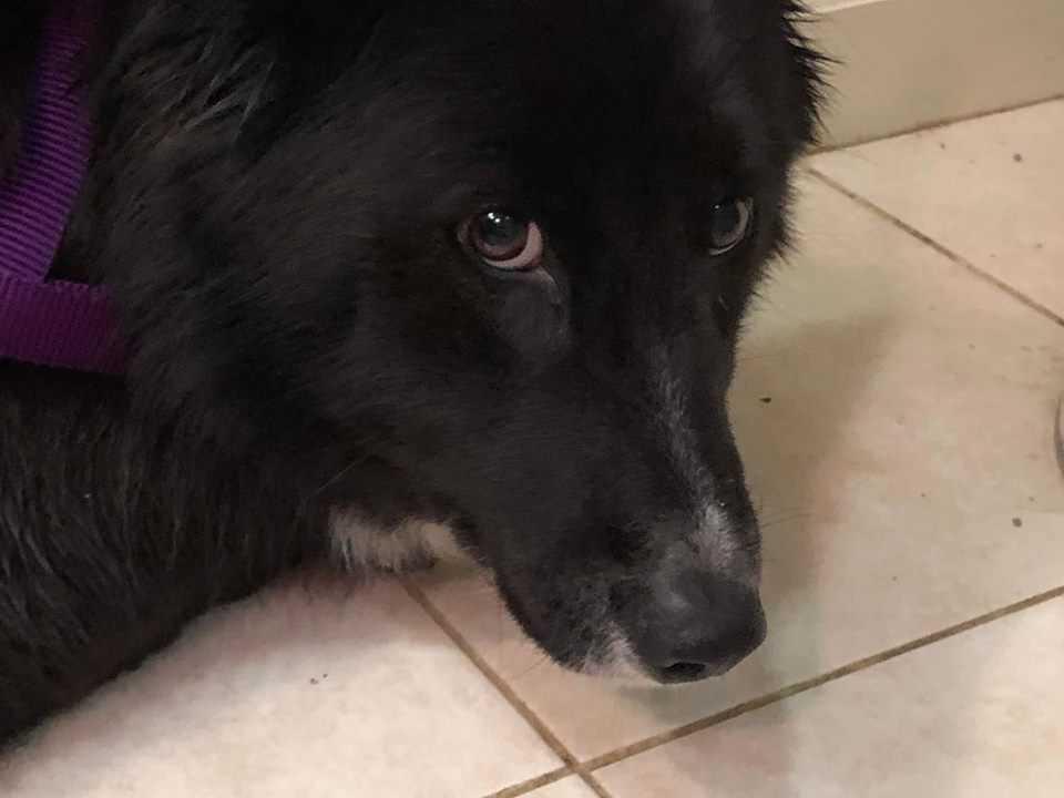 Mabel, Adopted, Young Female Border Collie & Australian Shepherd.