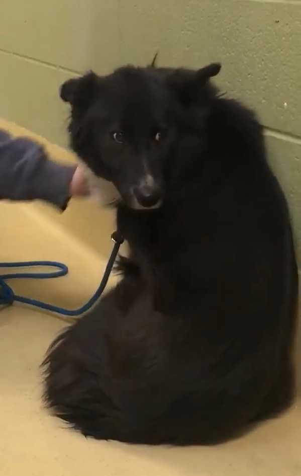 Enlarge Mabel, a Adopted mixed breed in Ontario, CA image 2/2