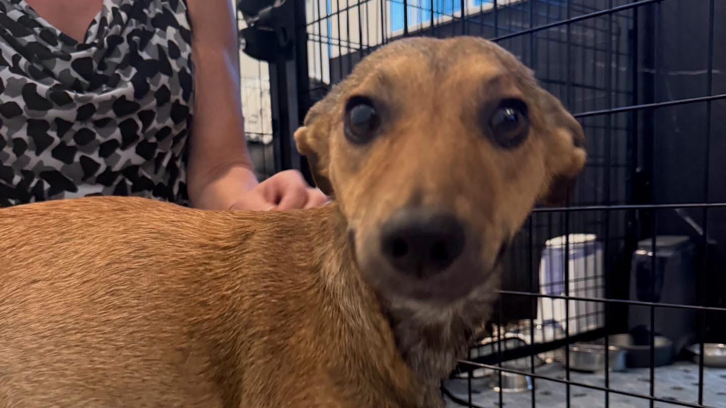 Bambi, a Adoptable mixed breed in Amity, OR image 3/3