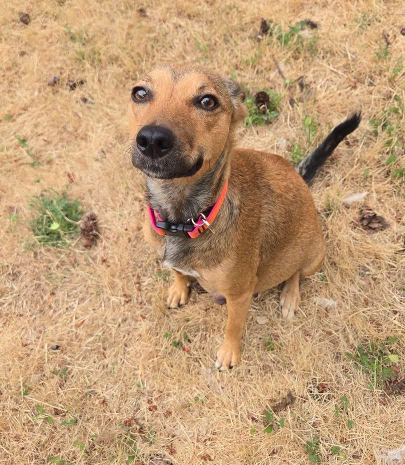 Bambi, Adoptable, Young Female Chihuahua & Xoloitzcuintli / Mexican Hairless.