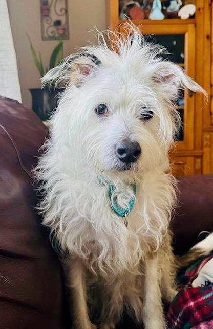 Bella, a Adoptable Maltipoo in Ocala, FL image 1/3