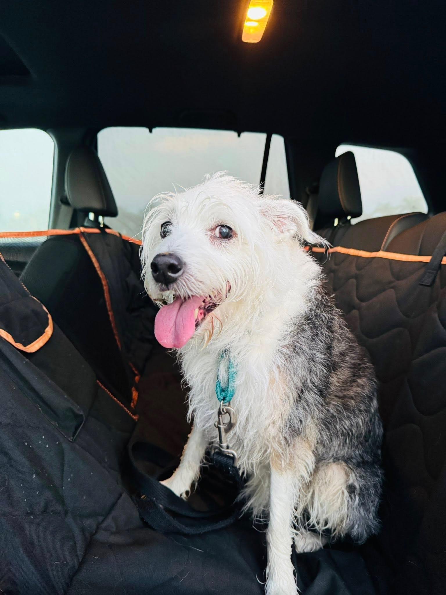 Bella, Adoptable, Senior Female Maltipoo.
