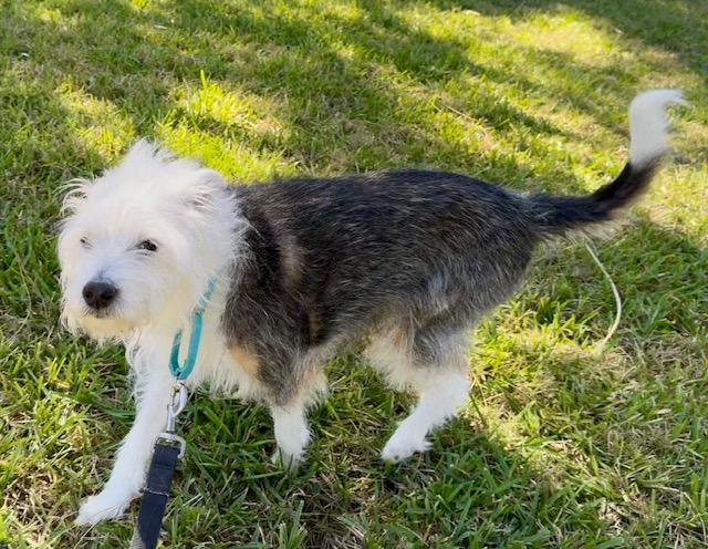 Bella, an adoptable Maltipoo in Ocala, FL, 34471 | Photo Image 3