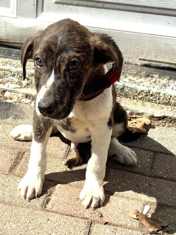 Enlarge Guitar, a Adoptable mixed breed in West Chicago, IL image 3/3