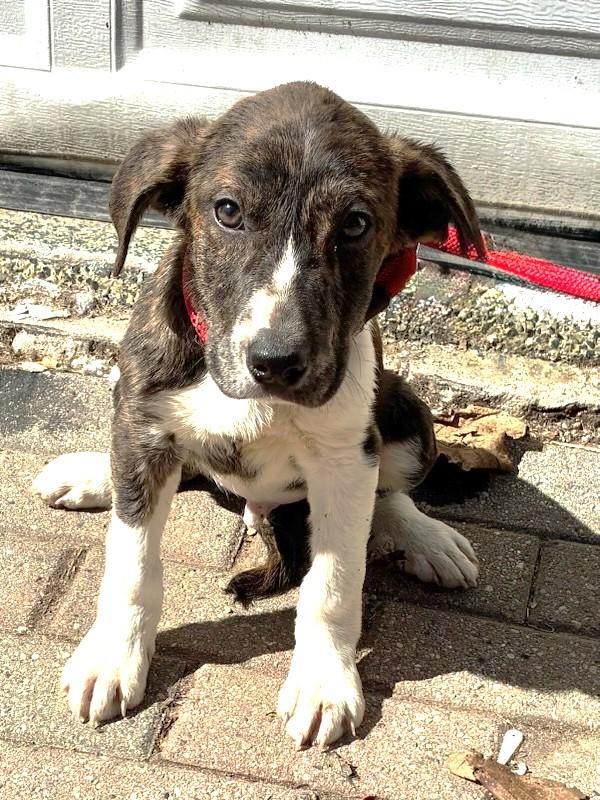 Enlarge Guitar, a Adoptable mixed breed in West Chicago, IL image 1/3
