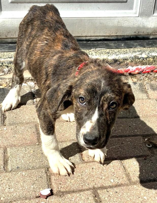 Enlarge Guitar, a Adoptable mixed breed in West Chicago, IL image 2/3