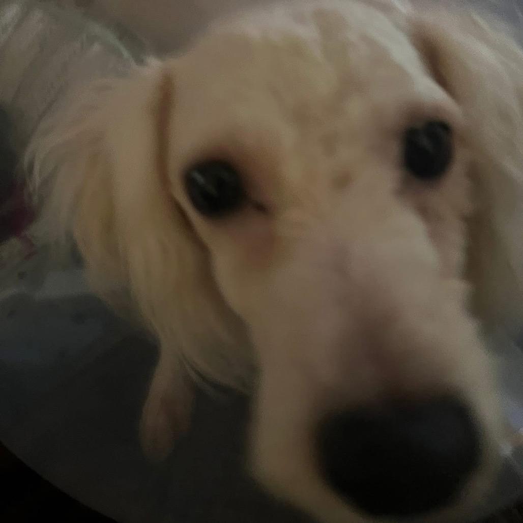 Alabaster, Adoptable, Young Male Bichon Frise.