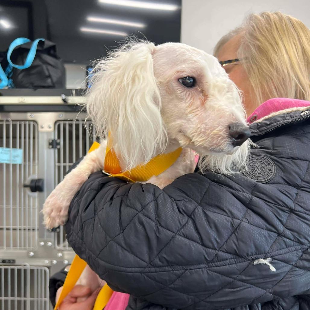 Alabaster, a Adoptable Bichon Frise in St. Charles, IL image 2/5