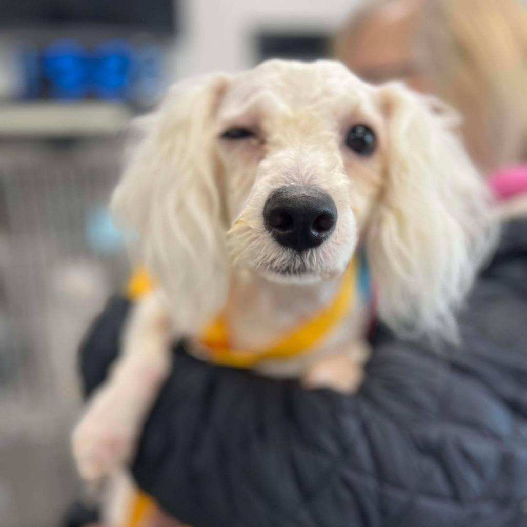 Alabaster, a Adoptable Bichon Frise in St. Charles, IL image 4/5
