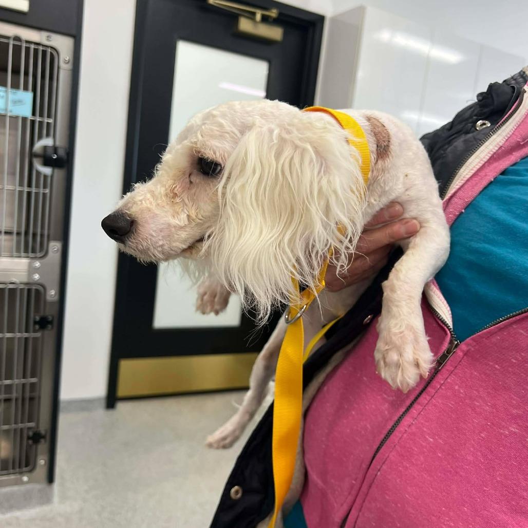 Alabaster, a Adoptable Bichon Frise in St. Charles, IL image 5/5