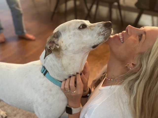 Jax, Adopted, Adult Male Border Collie & Labrador Retriever.