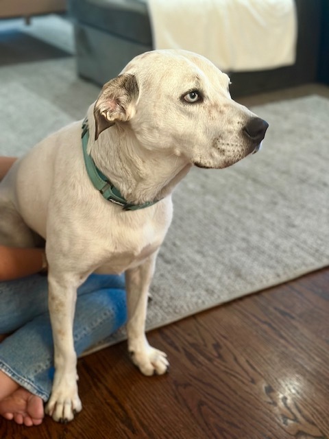 Enlarge Jax, a Adopted mixed breed in Stamford, CT image 2/5