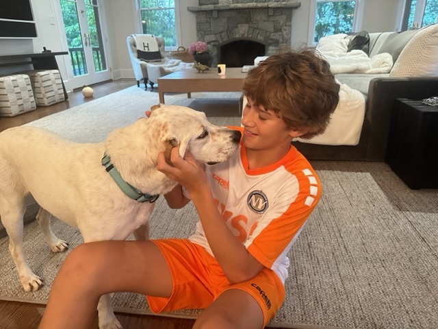 Enlarge Jax, a Adopted mixed breed in Stamford, CT image 3/5