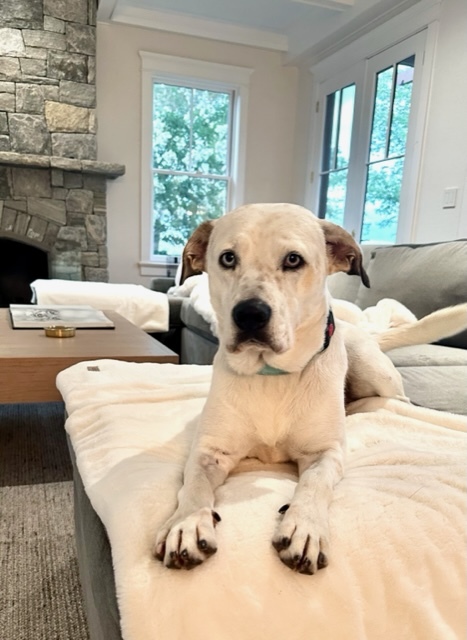 Enlarge Jax, a Adopted mixed breed in Stamford, CT image 4/5