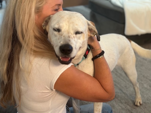 Enlarge Jax, a Adopted mixed breed in Stamford, CT image 5/5