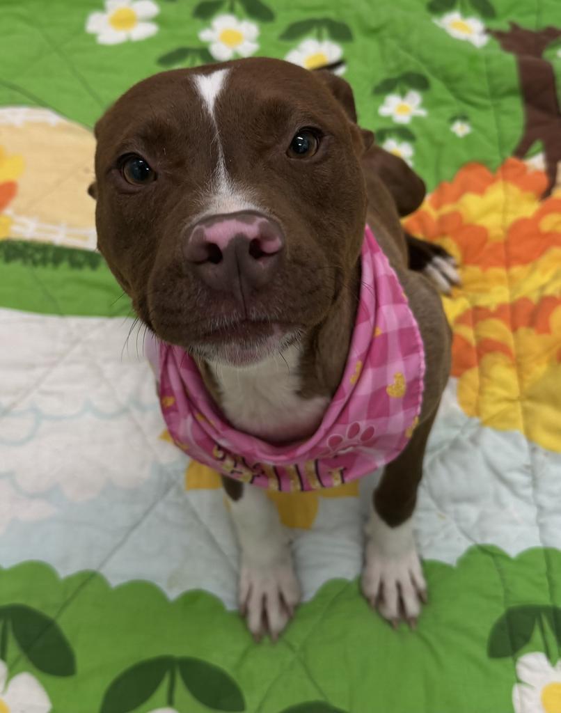 Helena, Adoptable, Young Female Mixed Breed.