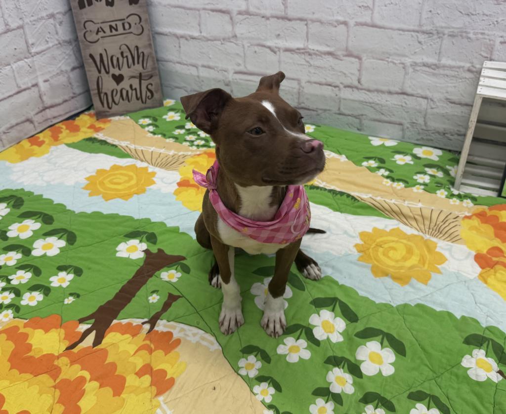 Enlarge Helena, a Adoptable mixed breed in Detroit, MI image 2/6