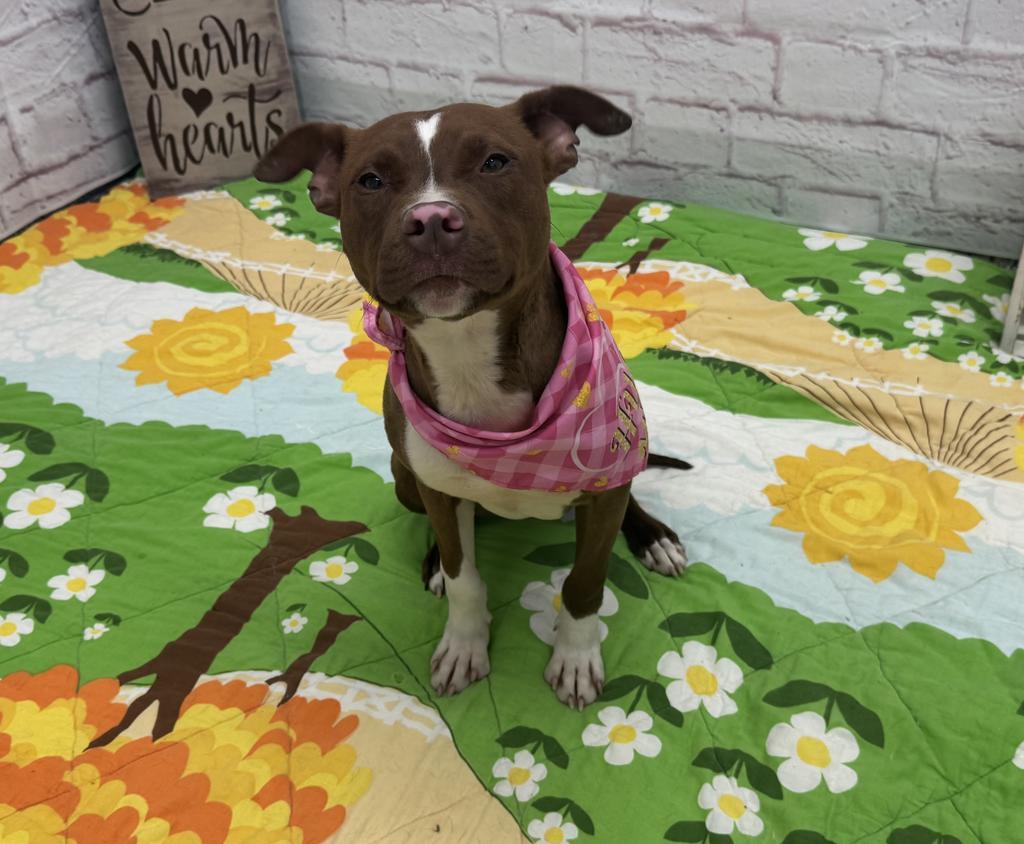 Enlarge Helena, a Adoptable mixed breed in Detroit, MI image 3/6