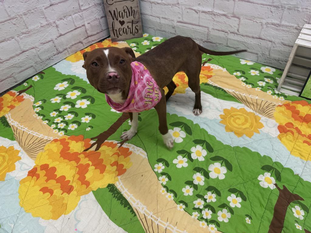 Enlarge Helena, a Adoptable mixed breed in Detroit, MI image 4/6