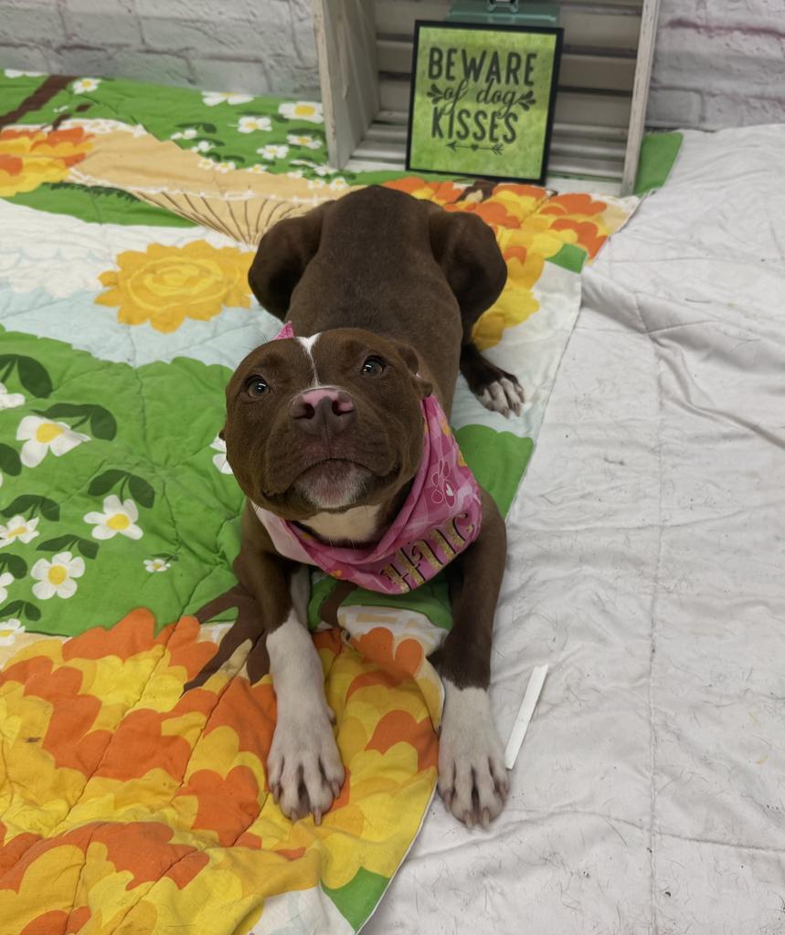 Enlarge Helena, a Adoptable mixed breed in Detroit, MI image 5/6