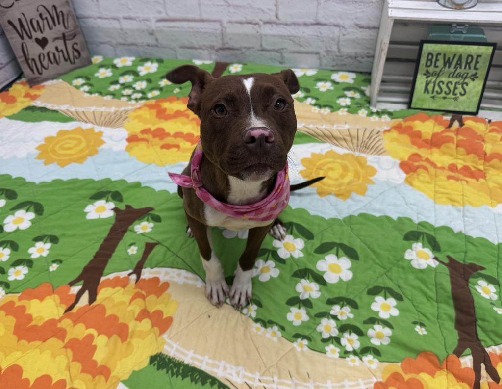 Enlarge Helena, a Adoptable mixed breed in Detroit, MI image 6/6