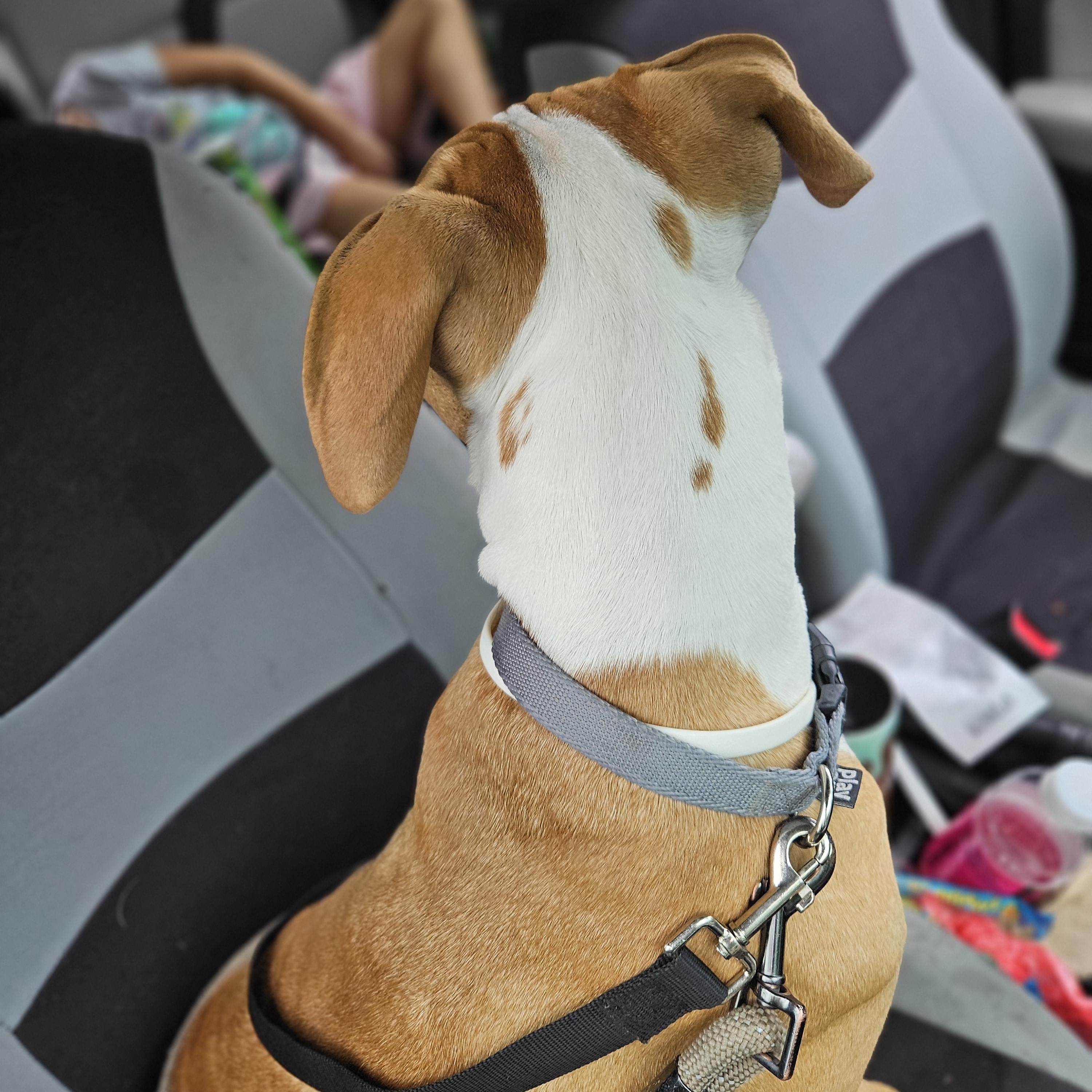 Aries, a Adoptable mixed breed in Claridge, PA image 6/6