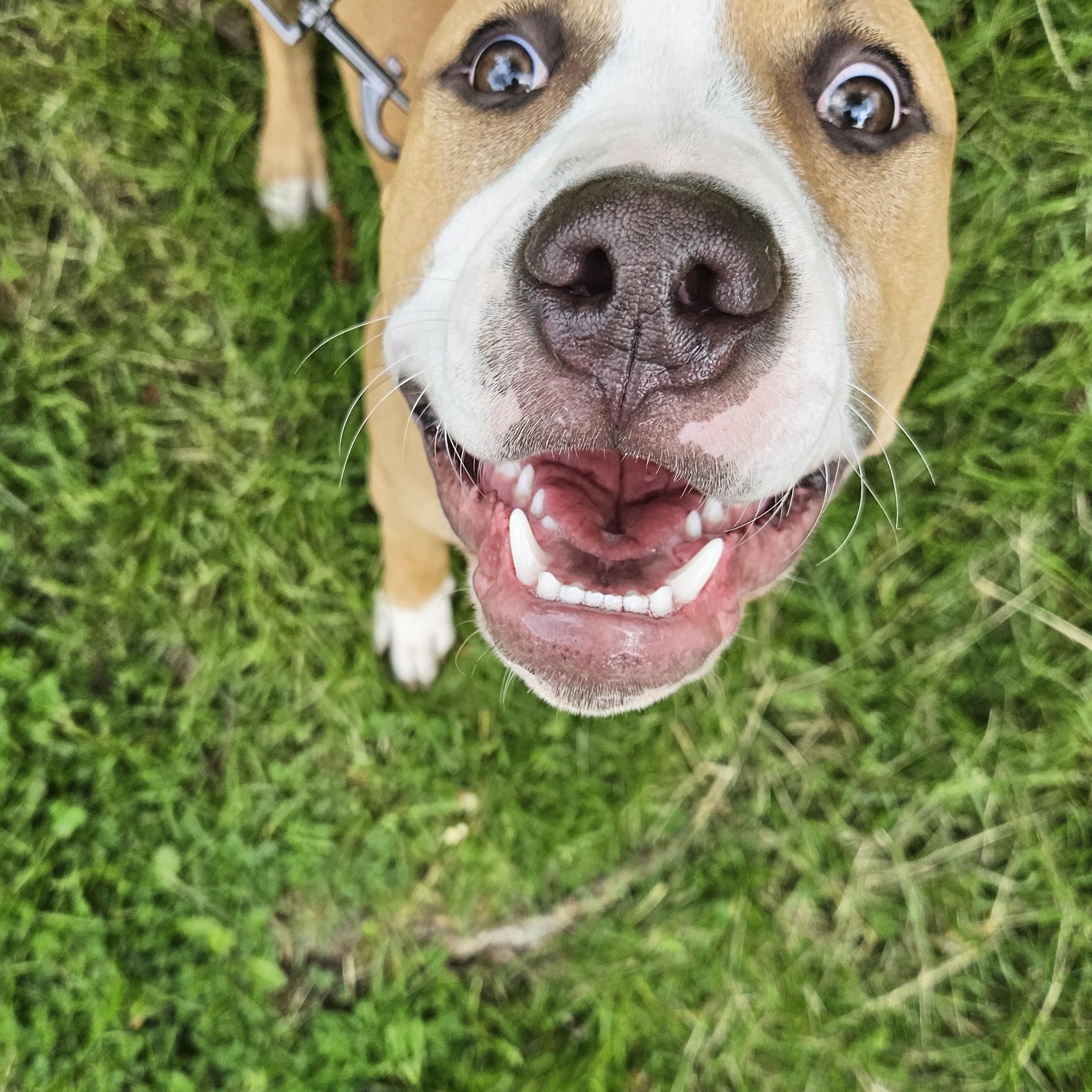 Aries, a Adoptable mixed breed in Claridge, PA image 2/6