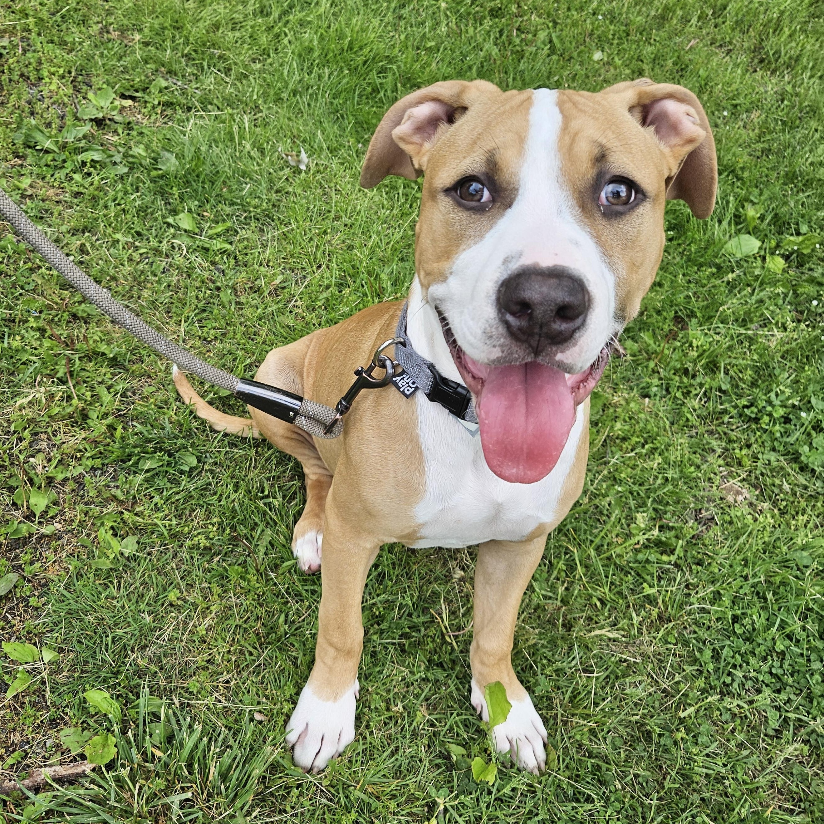 Aries, Adoptable, Young Male American Staffordshire Terrier & Boxer.