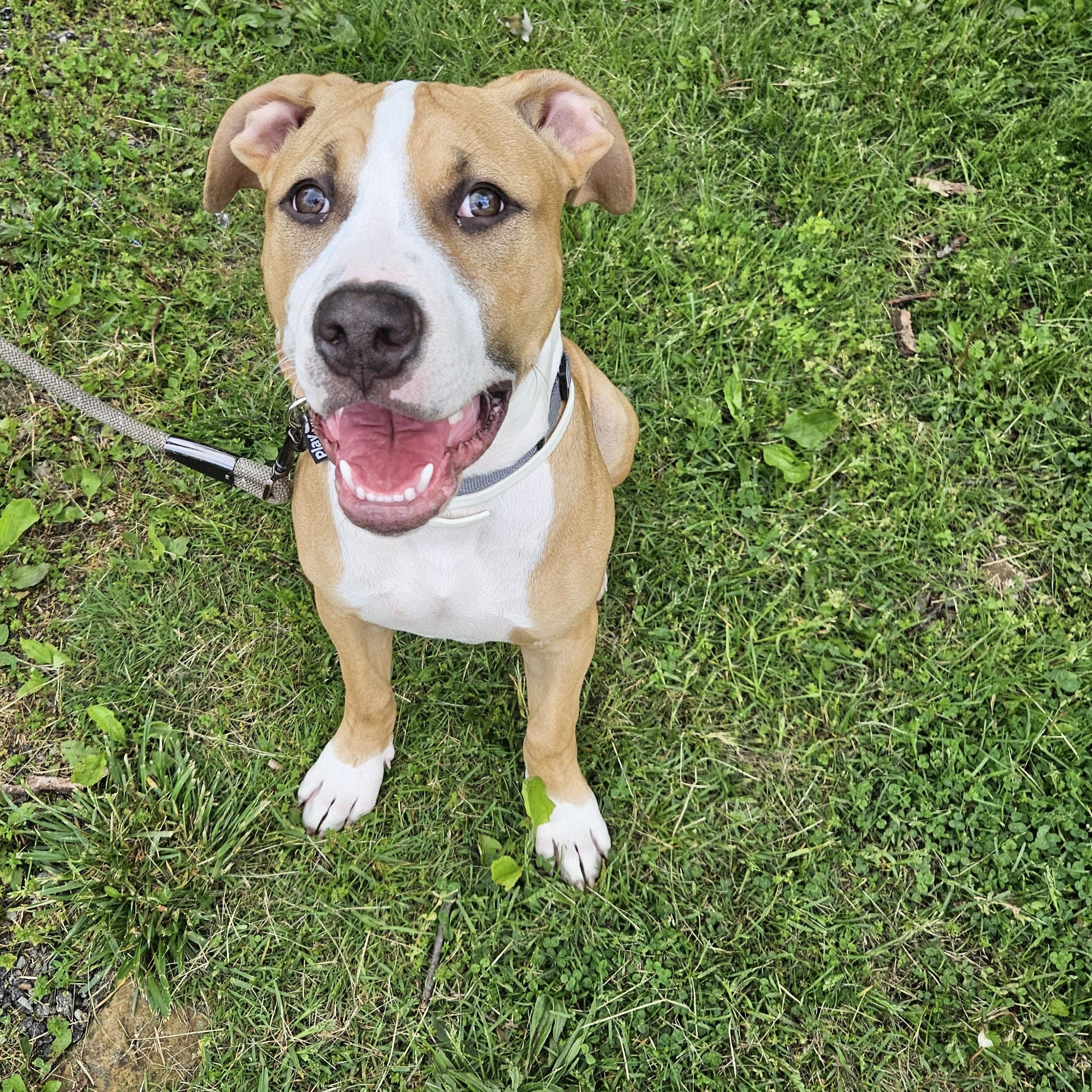 Aries, a Adoptable mixed breed in Claridge, PA image 5/6