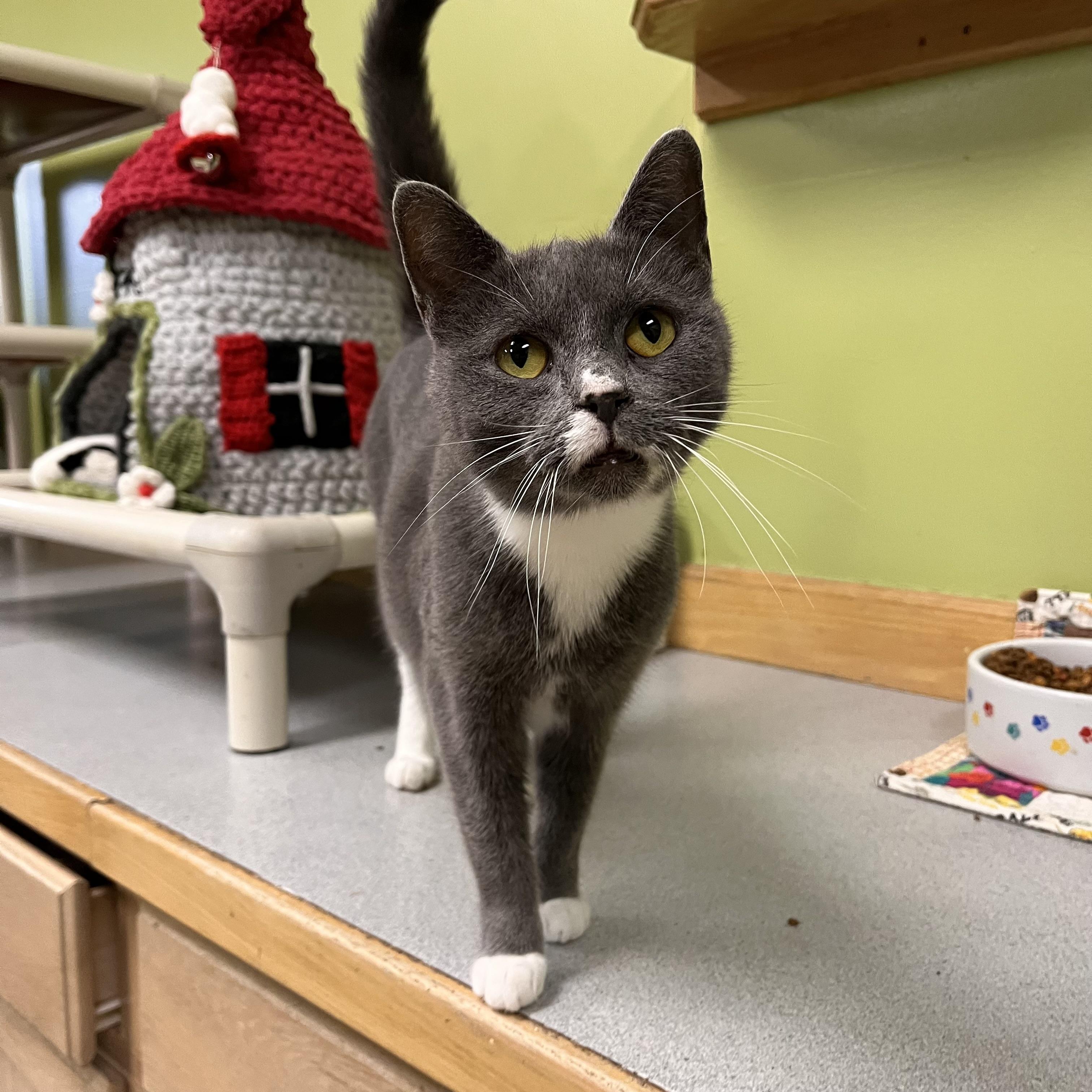 Enlarge Tommy, a Adoptable mixed breed in Toledo, OH image 1/1