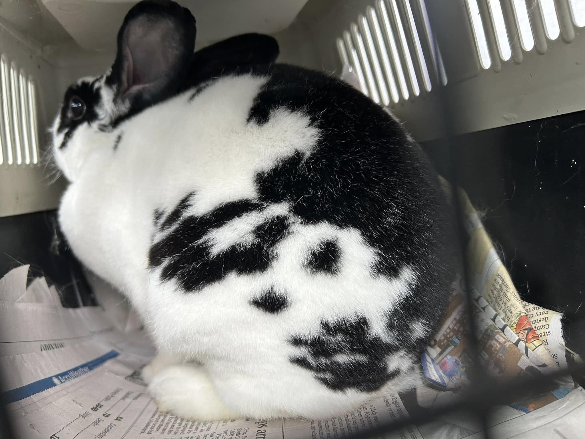 Nola, an adopted mixed breed in Paradis, LA image 3/3