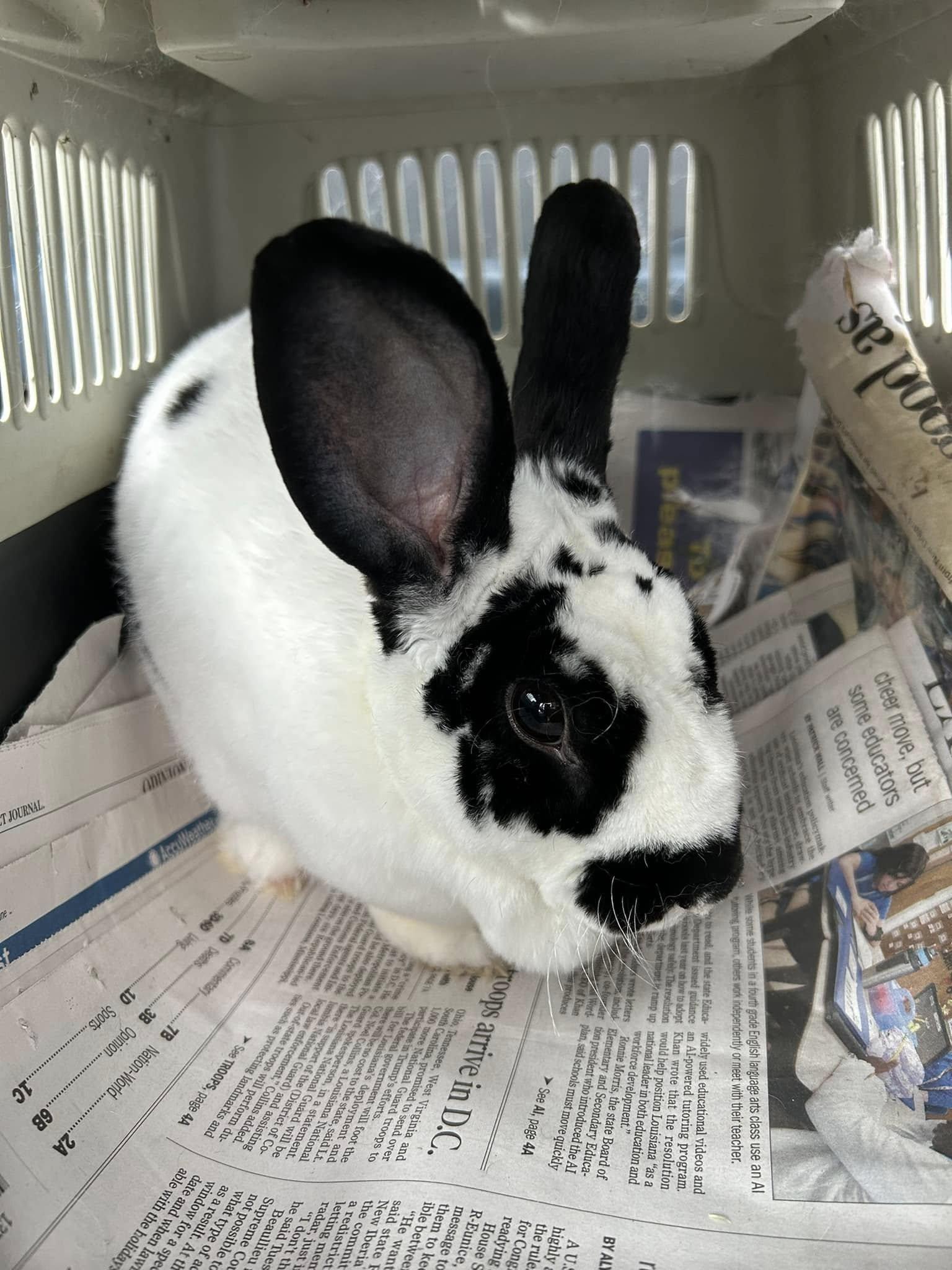 Nola, adopted, Adult Female Rex.