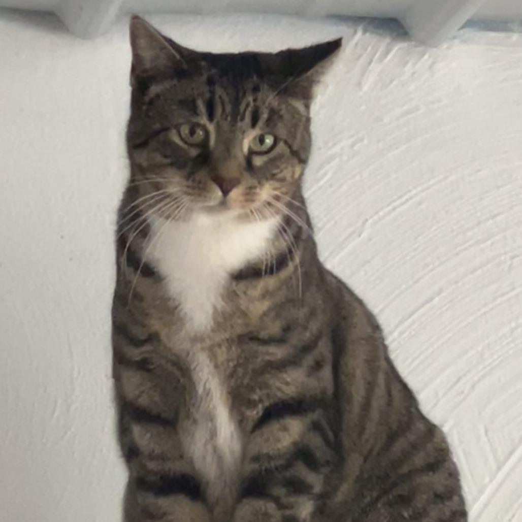 Enlarge Stella, a Adoptable Domestic Short Hair in Pittsburgh, PA image 1/2