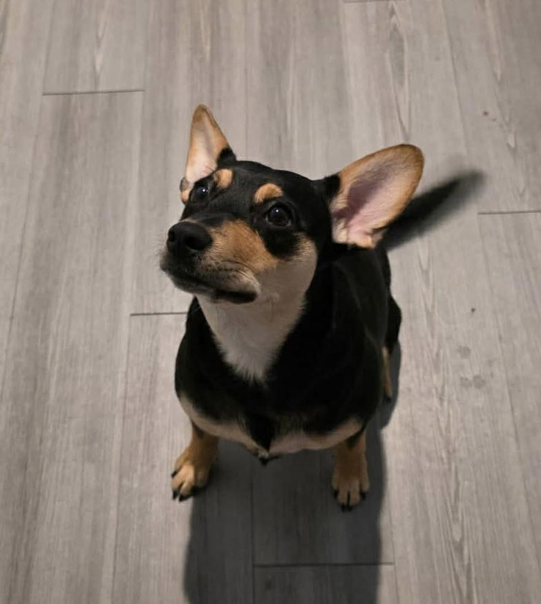 Enlarge Sadie, a ADOPTABLE mixed breed in Sarasota, FL image 3/3