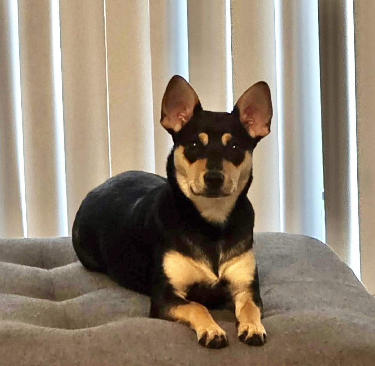 Enlarge Sadie, a ADOPTABLE mixed breed in Sarasota, FL image 2/3