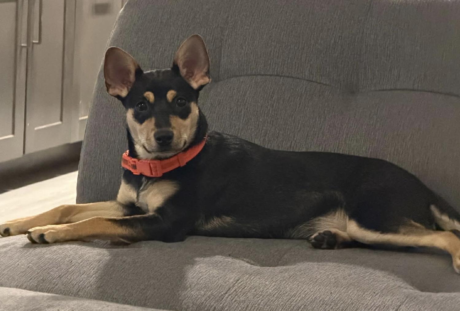 Sadie, ADOPTABLE, Puppy Female Cattle Dog.