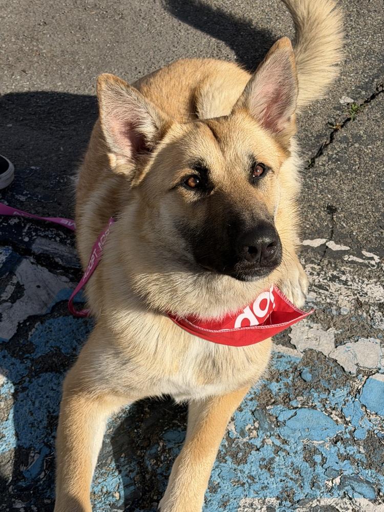 Willow, Adoptable, Young Female German Shepherd Dog.