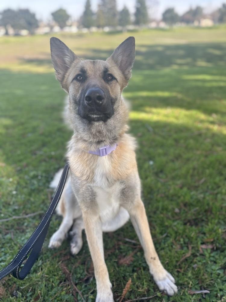 Enlarge Willow, a Adoptable mixed breed in Pleasant Hill, CA image 2/6