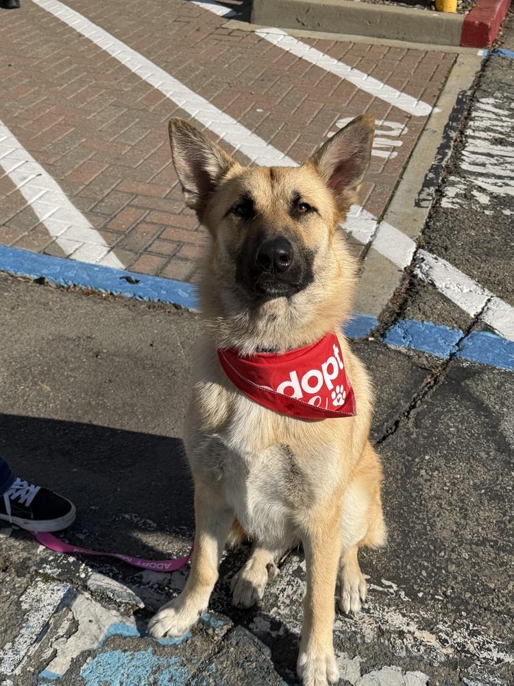 Enlarge Willow, a Adoptable mixed breed in Pleasant Hill, CA image 3/6