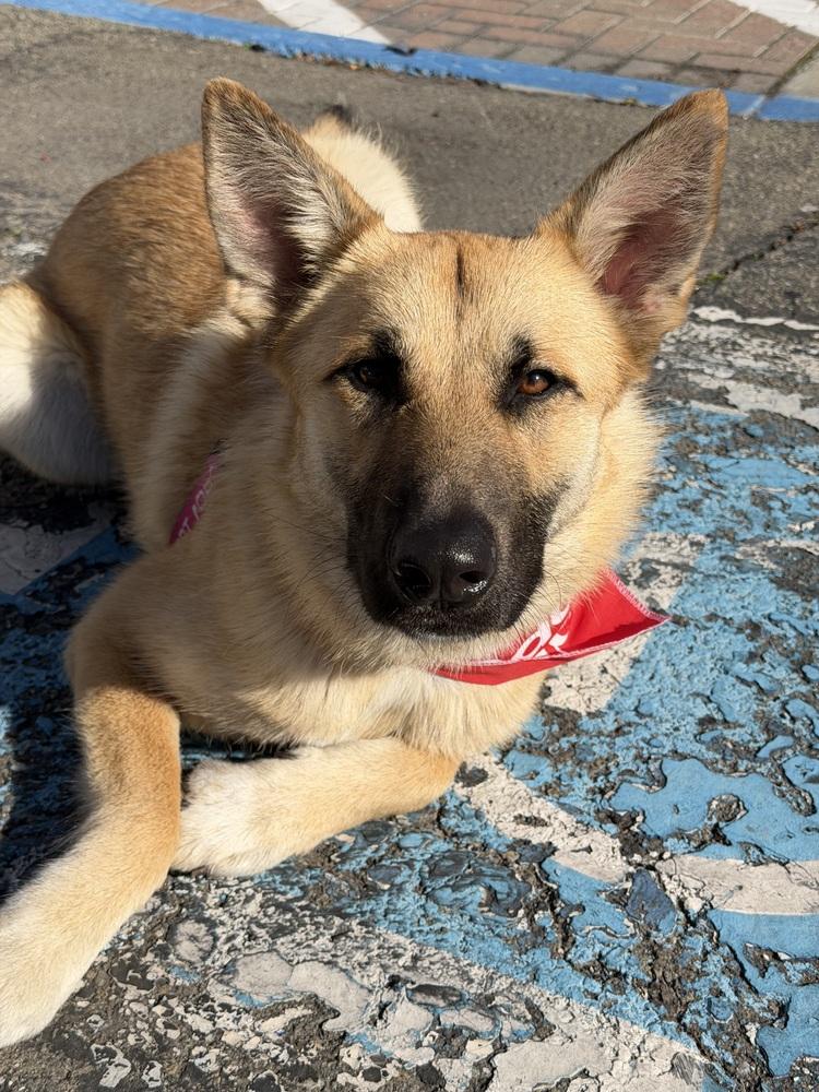 Enlarge Willow, a Adoptable mixed breed in Pleasant Hill, CA image 4/6