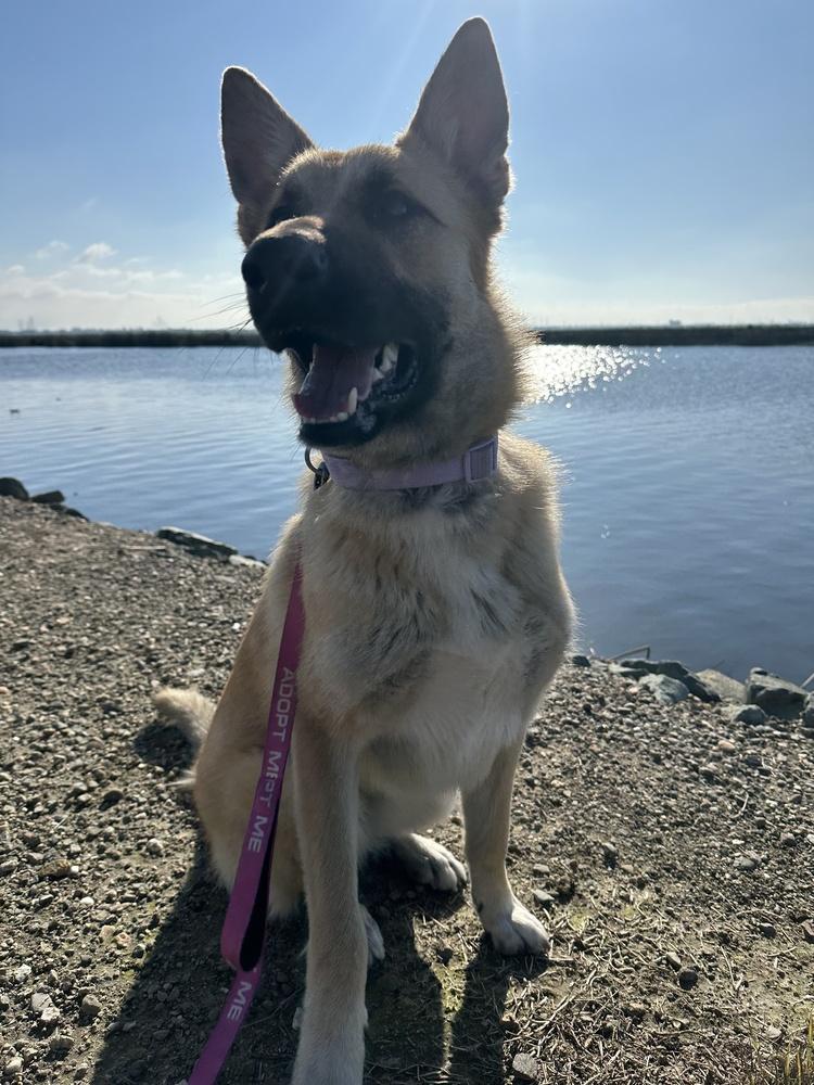 Enlarge Willow, a Adoptable mixed breed in Pleasant Hill, CA image 5/6