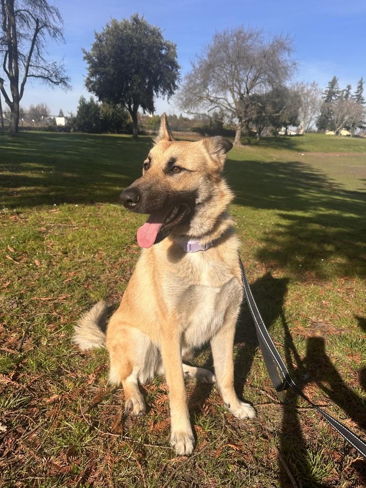 Enlarge Willow, a Adoptable mixed breed in Pleasant Hill, CA image 6/6