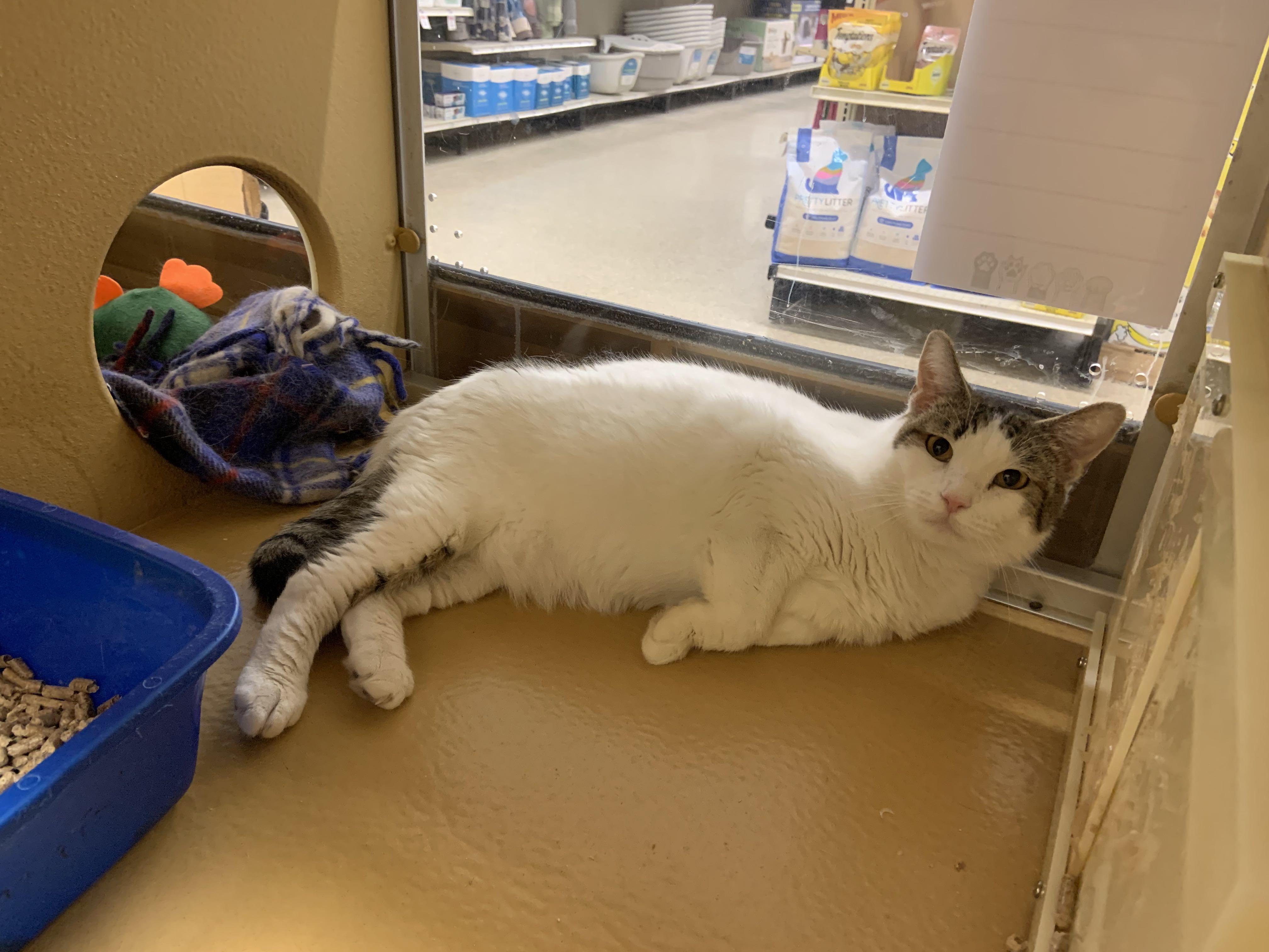 Enlarge Dolly Parton , a ADOPTABLE Domestic Short Hair in Cambridge, MA image 5/5